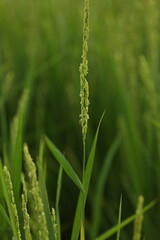 7月末の北竜町で見かけた稲の花