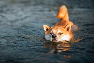 A Red Shiba Inu dog is swimming in a Baltic sea