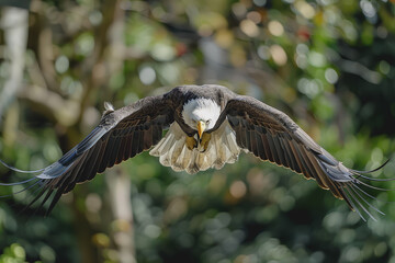 Obraz premium The big eagle flies to celebrate Independence Day. Blurred background.