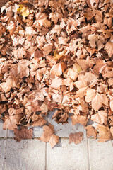 leaves fallen from trees in autumn accumulated on the pavement of a street