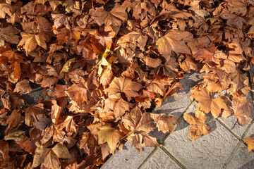 leaves fallen from trees in fall piled up on the pavement of a street