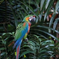 Colorful Parrot Perched on a Branch
