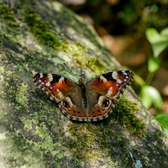 Butterfly Resting on Moss-Covered Rock