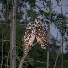 Pair of Owls Perched Side-by-Side on a Tree Branch