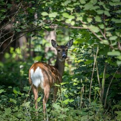 Lone Deer Peering Cautiously Through Foliage