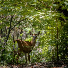 Deer Peering Cautiously Through Dense Foliage