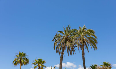 Obraz premium Palm trees on the beach of Playa d'en Bossa, Ibiza