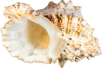 Close up of seashell on transparent background.