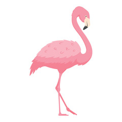 Isolated pink flamingo standing gracefully with long neck and thin legs on plain white background