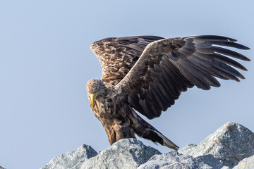 adler