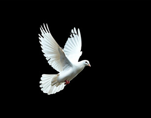 Fototapeta premium white dove isolated on black