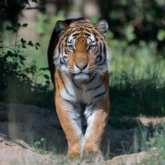 Tiger Stepping Out of the Shadows