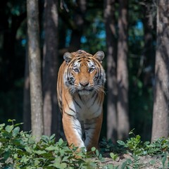 Tiger Stepping Out of the Shadows