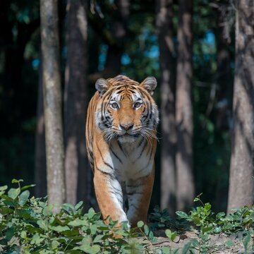 Tiger Stepping Out of the Shadows