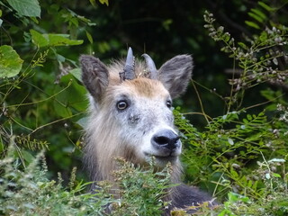 ニホンカモシカ