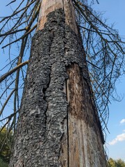 A forest devastated by bark beetle infestation, showing weakened trees, fallen bark, and the environmental impact of this ecological disaster