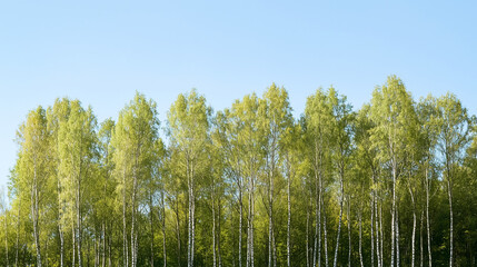 Obraz premium Autumn Landscape Banner: Vibrant Green Forest Trees in Wood Against a Blue Sky, Ideal for Greeting Cards, Nature in October or November. photo