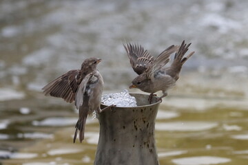 Sparrows drink water from a city fountain