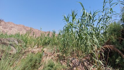 Obraz premium Plants in the desert