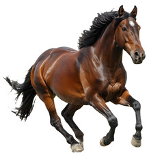 Obraz premium a running horse cut out transparent isolated on white background, PNG image