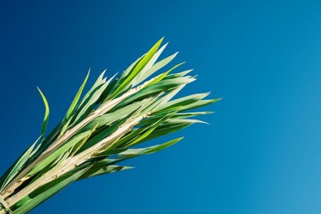 a close-up of a lulav, a bundle of branches used in sukkot celebrations, against a bright blue sky