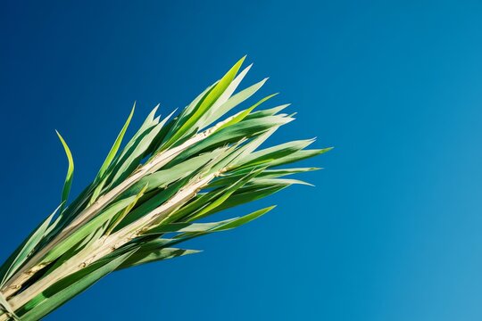 a close-up of a lulav, a bundle of branches used in sukkot celebrations, against a bright blue sky