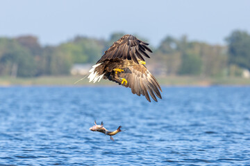 seeadler