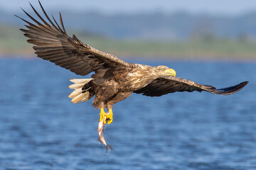 seeadler