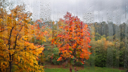 autumn trees in the park