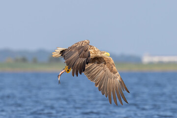 seeadler