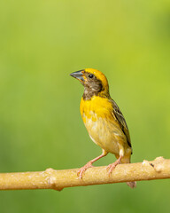 Baya Weaver Male is a bright yellow bird and the female is a drab brownish bird. Its common in peninsular India.