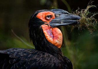 A close up of a Southern Ground Hornbill