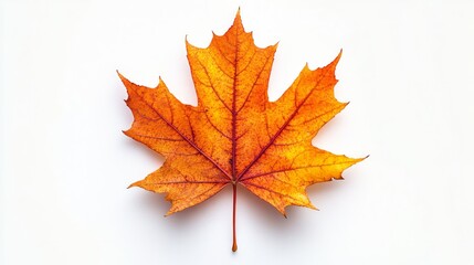 Fototapeta premium A Single Maple Leaf Against a White Background