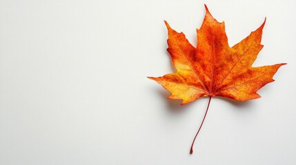 Single Orange Maple Leaf on White Background