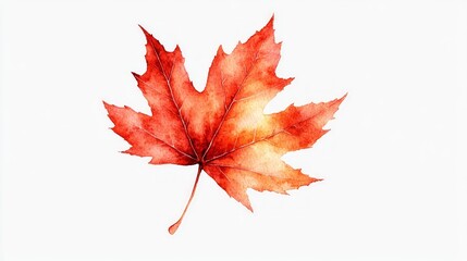 Watercolor Illustration of a Single Red Maple Leaf