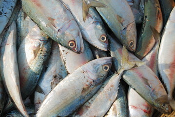 Fish (Baangda) kept for sale in the fish market, Harney village, Konkan
