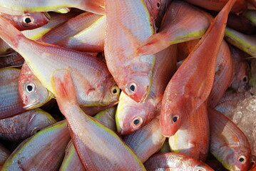 Fish kept for sale in the fish market, Harney village, Konkan