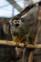 A monkey in the zoo sits on a wooden pole