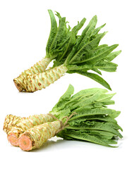 Asparagus lettuce on white background 