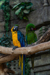 Macaw parrots sit on a branch in the Minsk Zoo. Blue and green macaw parrot