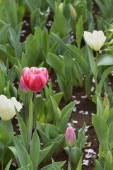 画面いっぱいに広がるチューリップ畑