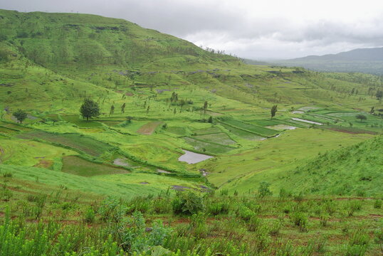 View of the lush green rice fields in the monsoon season near Bhor village, Maharashtra, India