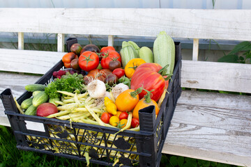 Fresh harvest of tasty and plump vegetables. Close-up of a vegetable box standing on a white bench.