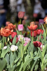 画面いっぱいに広がるチューリップ畑
