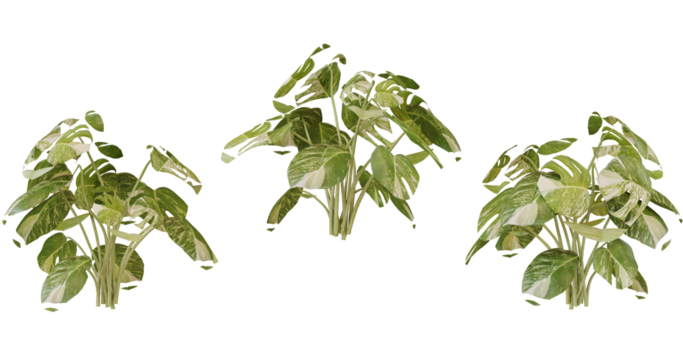 Three Green Leafy Plants Isolated on transparent Background