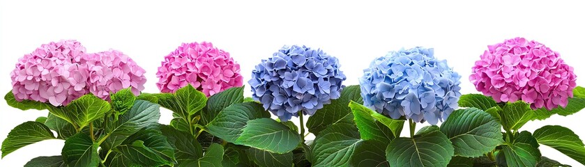Fototapeta premium Beautiful hydrangea flowers in shades of pink, blue, and purple, displaying vibrant colors against lush green foliage.