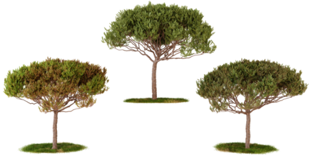 Three Isolated Trees on transparent Background