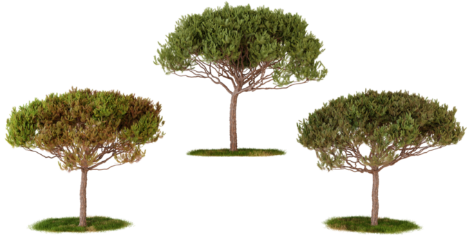 Three Isolated Trees on transparent Background