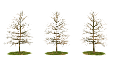 Three bare trees with brown branches and green bases isolated on transparent Background