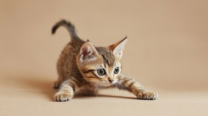 A small dwarf cat stretching on a soft beige background, its paws reaching forward